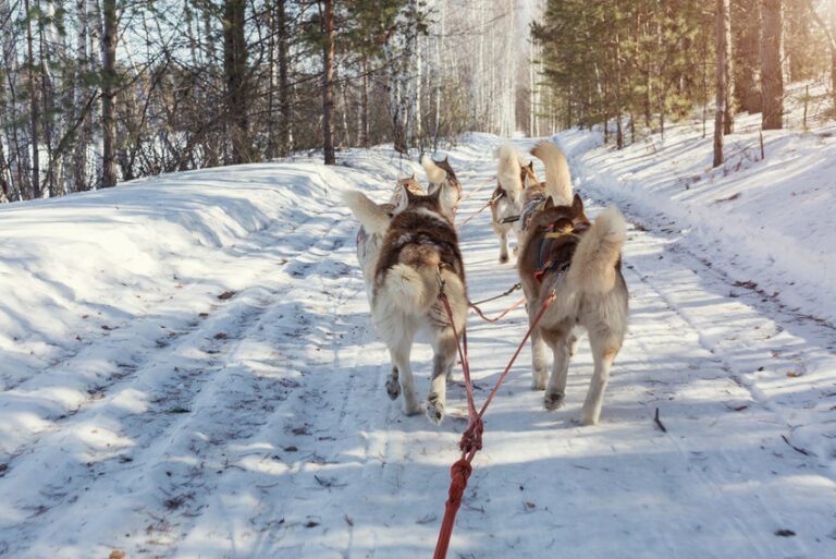 Mushing en Andorra todo lo que necesitas saber El blog de Aladinia