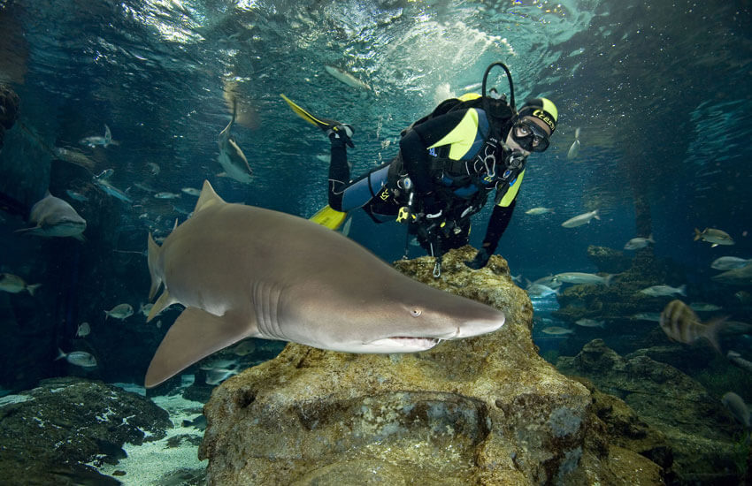 Sorpresas para mi novio: bucear con tiburones