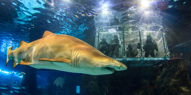 Regalar experiencias originales: Sumergirse entre tiburones