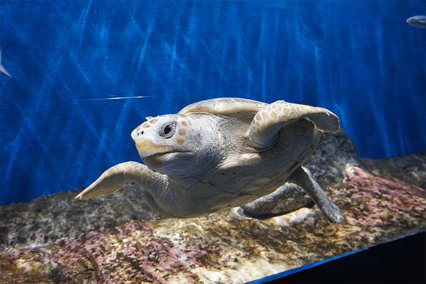 que-hacer-en-sevilla-con-ninos: Acuario de Sevilla