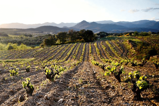 que-hacer-en-girona: Visita a la bodega La Vinyeta